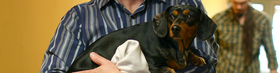 Bringing Pets to India